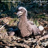 Haliaeetus albicilla - Greenland White-tailed Eagle