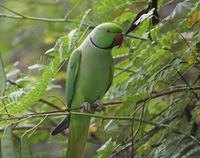 Image of: Psittacula krameri (rose-ringed parakeet)