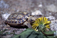 Homopus signatus - Speckled Tortoise