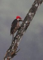 Guayaquil Woodpecker - Campephilus gayaquilensis