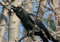 Large-billed Crow - Corvus macrorhynchos