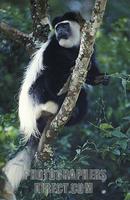 ...Guereza Black and White Colobus monkey , Colobus guereza , Aberdare National Park , Kenya stock 