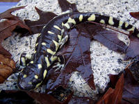 : Ambystoma californiense; California Tiger Salamander