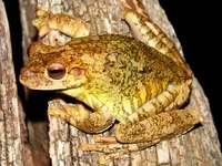 : Hypsiboas lundii; Usina Treefrog