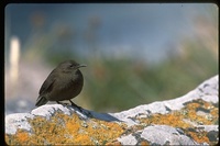: Cinclodes antarcticus; Tussock Bird