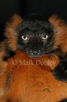 : Lemur variegatus ruber; Red Vari