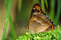 : Apatura methys; Butterfly