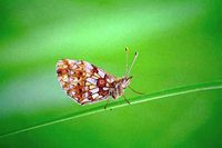 : Crossiana selenis; Butterfly