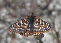 : Euphydryas editha quino; Quino Checkerspot Butterfly