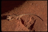 : Tympanocryptis tetraporophora; Long Tailed Earless Dragon
