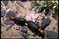 : Lytta sp.; Blister Beetle