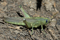 : Schistocera obscura; Obscure Bird Grasshopper