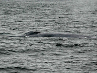 Blue Whale blow holes. 14 October 2006. Photo by Tim Shelmerdine