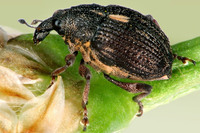 Rhinoncus pericarpius
