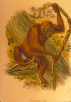 Orangutan (Pongo sp.)