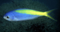 Paracaesio xanthura, Yellowtail blue snapper: fisheries