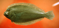 Syacium papillosum, Dusky flounder: fisheries