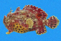 Antennarius sanguineus, Bloody frogfish: