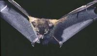 Image of: Haplonycteris fischeri (Philippine pygmy fruit bat)