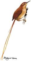 Image of: Sylviorthorhynchus desmursii (Des Murs's wiretail)