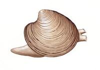 Image of: Mercenaria mercenaria (American hard-shell clam, little-neck clam, cherry stone clam)