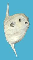 Image of: Mola mola (ocean sunfish)