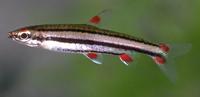 Image of: Nannostomus trifasciatus (three-lined pencilfish)