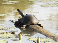 Lissemys punctata - Indian Soft-shelled Turtle