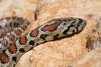 Zamenis situla - Leopard Snake