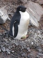 Adelie Penguin - Pygoscelis adeliae