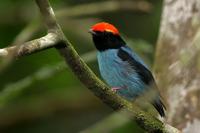 Swallow-tailed  manakin   -   Chiroxiphia  caudata   -