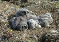 Grey    puffs of down in various sizes: the nest of a Snowy owl.