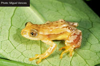 : Afrixalus knysnae; Knysna Spiny Reed Frog