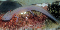: Eurycea latitans; Cascade Caverns Salamander