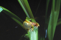 : Litoria bicolor; Northern Dwarf Tree Frog