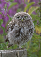 : Athene noctua; Little Owl