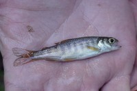 : Oncorhynchus kisutch; Coho Salmon