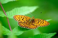 : Brenthis euphrosyne; Butterfly