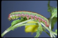 : Euproserpinus euterpe; Kern Primrose Sphinx