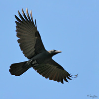 Large-billed Crow Scientific name - Corvus macrorhynchos