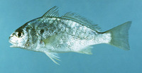 Leiostomus xanthurus, Spot croaker: fisheries, bait