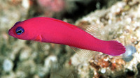 Pseudochromis porphyreus, Magenta dottyback: aquarium