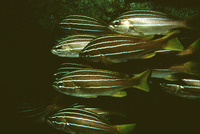 Parapristipoma octolineatum, African striped grunt: fisheries