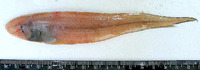 Cynoglossus lingua, Long tongue sole: fisheries