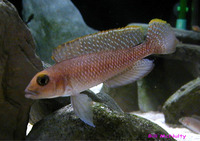 Lamprologus ornatipinnis, : aquarium