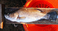 Lates macrophthalmus, Albert lates: fisheries, gamefish