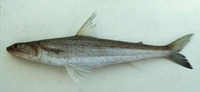 Saurida wanieso, Wanieso lizardfish: fisheries