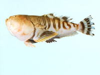 Ichthyscopus insperatus, Double-banded stargazer: