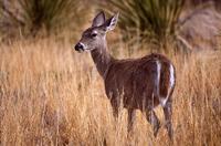 Image of: Odocoileus virginianus (white-tailed deer)