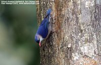 Velvet-fronted Nuthatch - Sitta frontalis